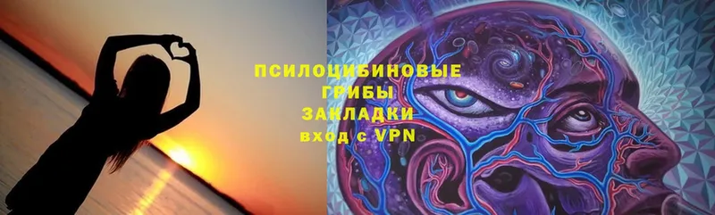 Псилоцибиновые грибы Cubensis  Курчатов 